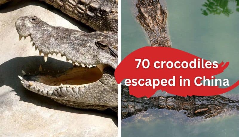 crocodiles in china